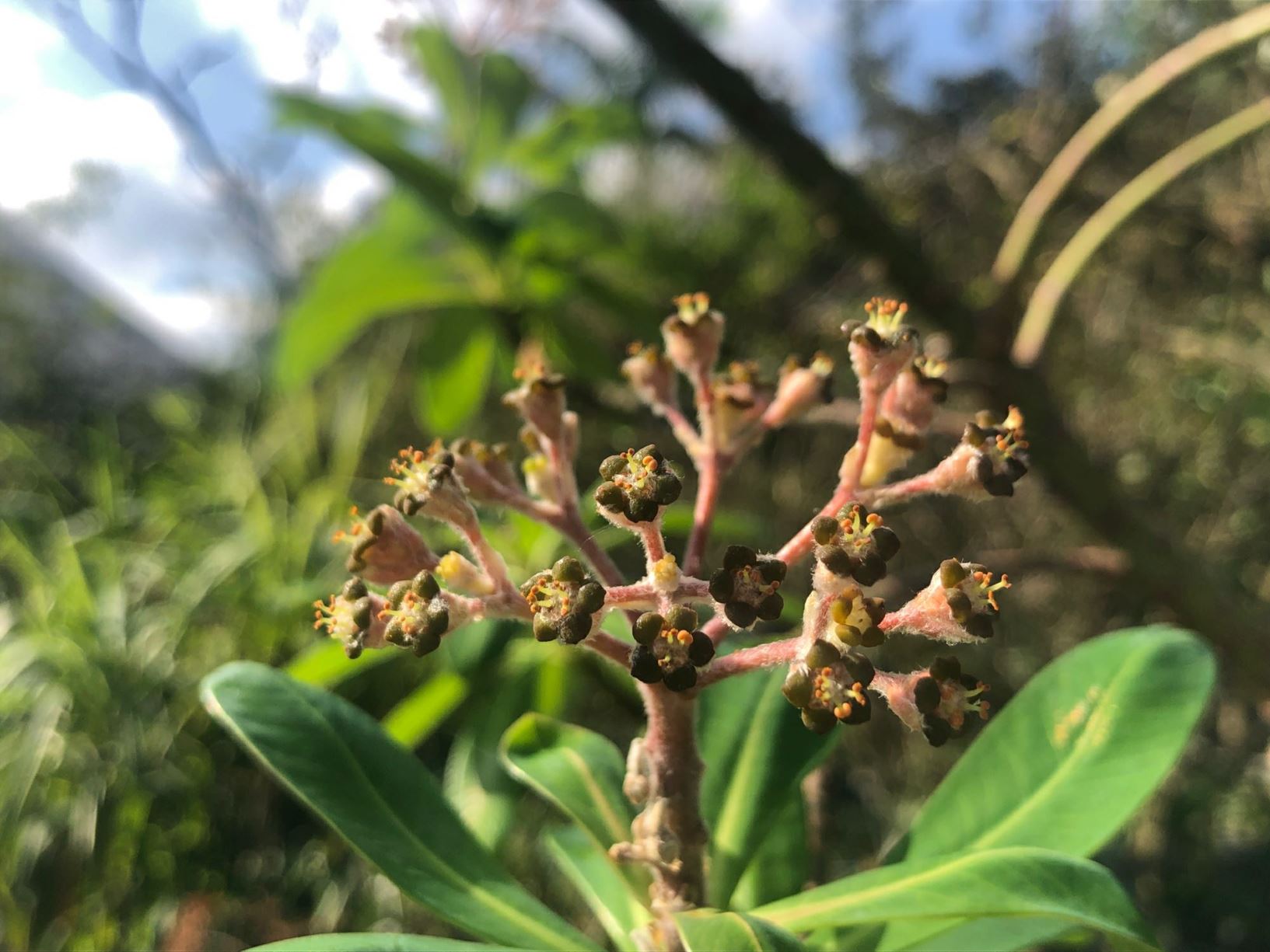 Euphorbia stygiana - Trovisco-macho