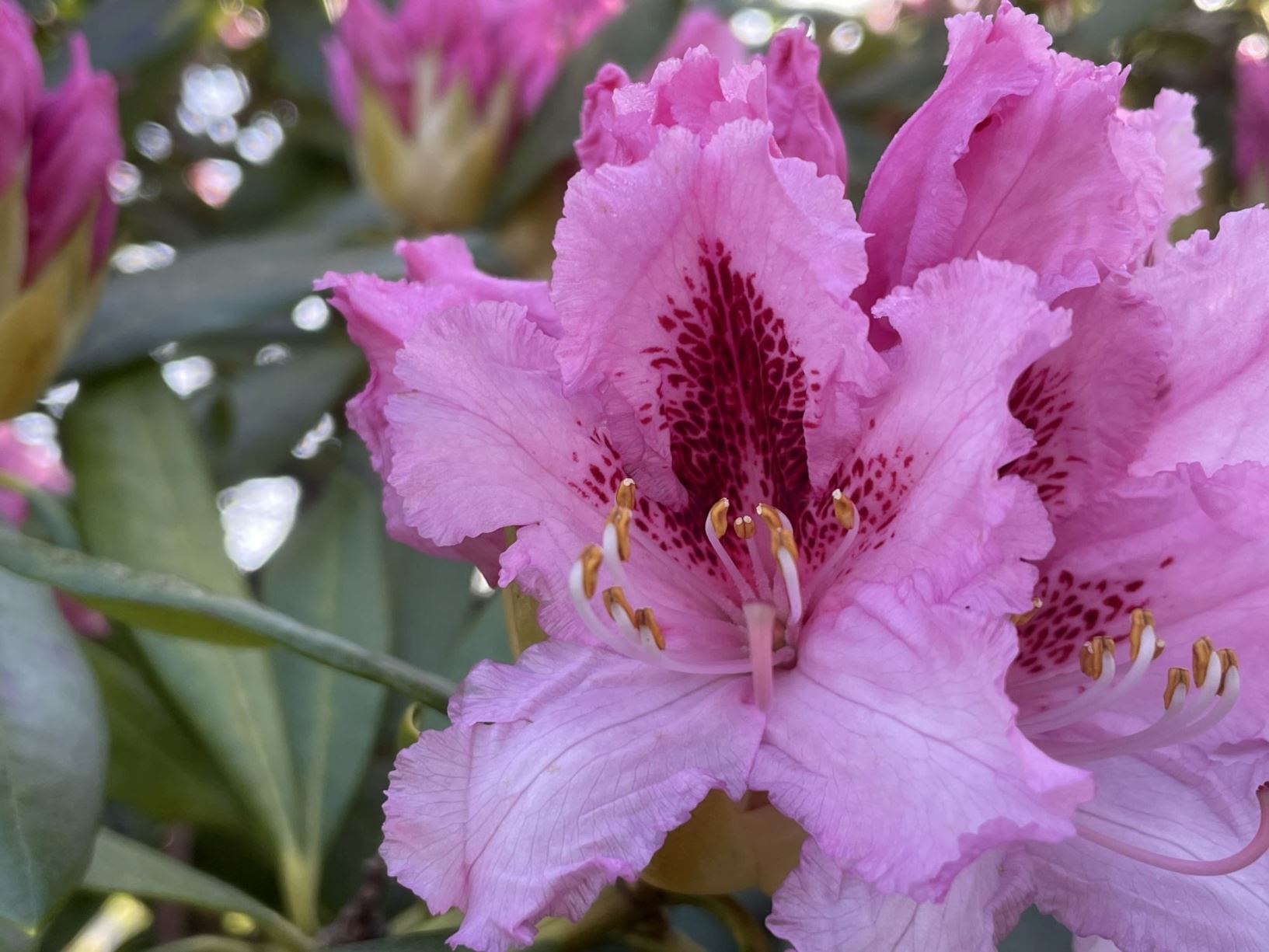 Rhododendron hybride