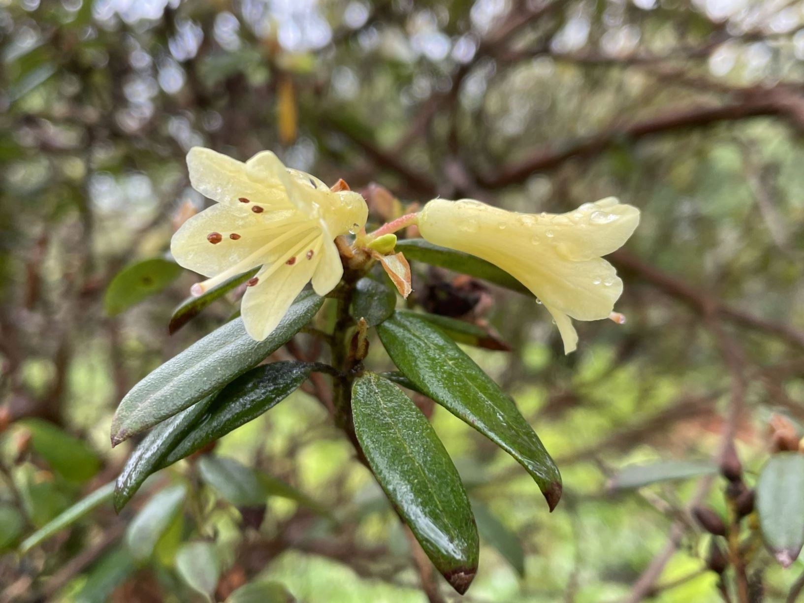 Rhododendron racemosum - 腋花杜鹃 ye hua du juan