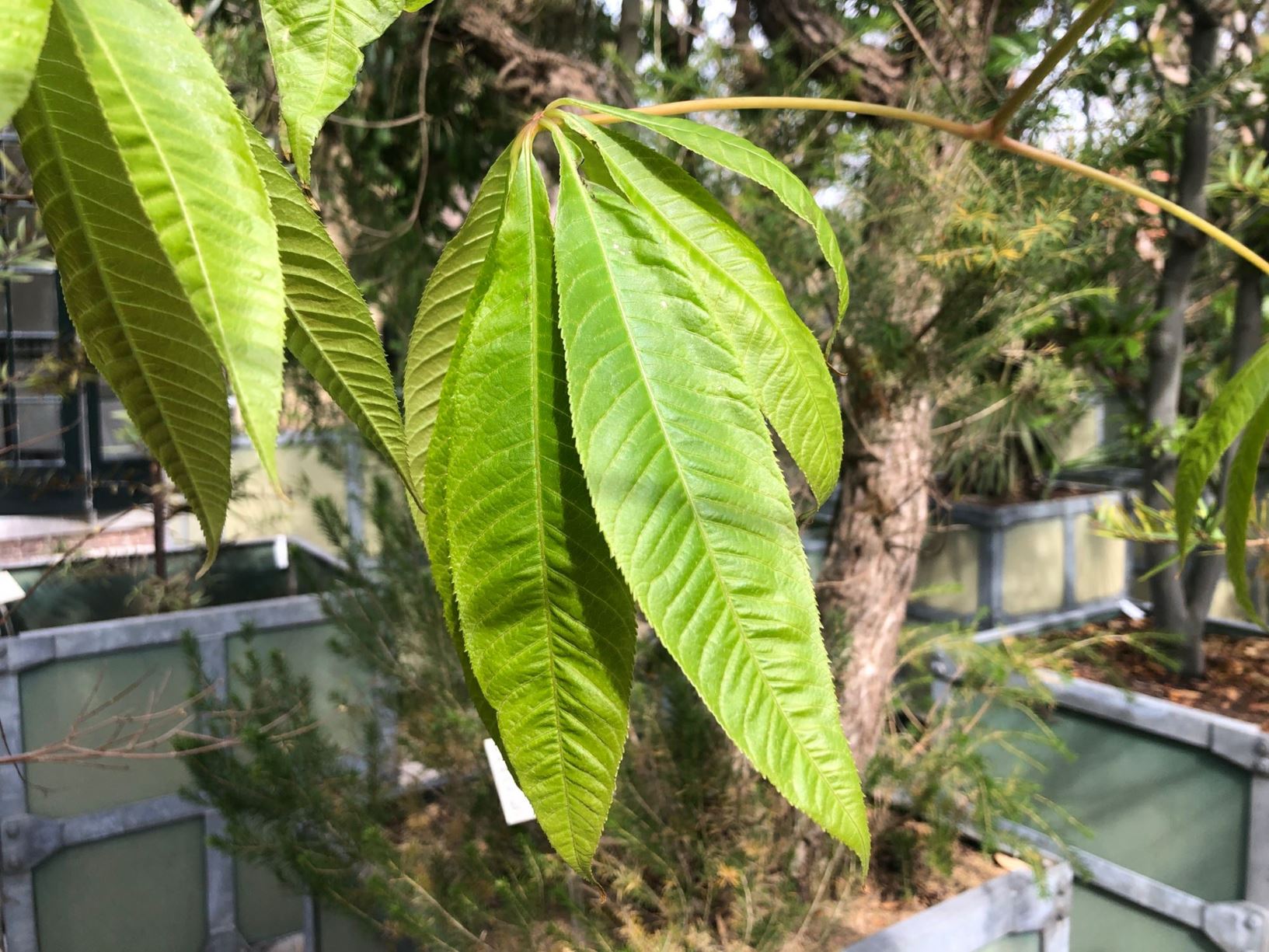 Aesculus assamica - Assam Buckeye, 长柄七叶树 chang bing qi ye shu