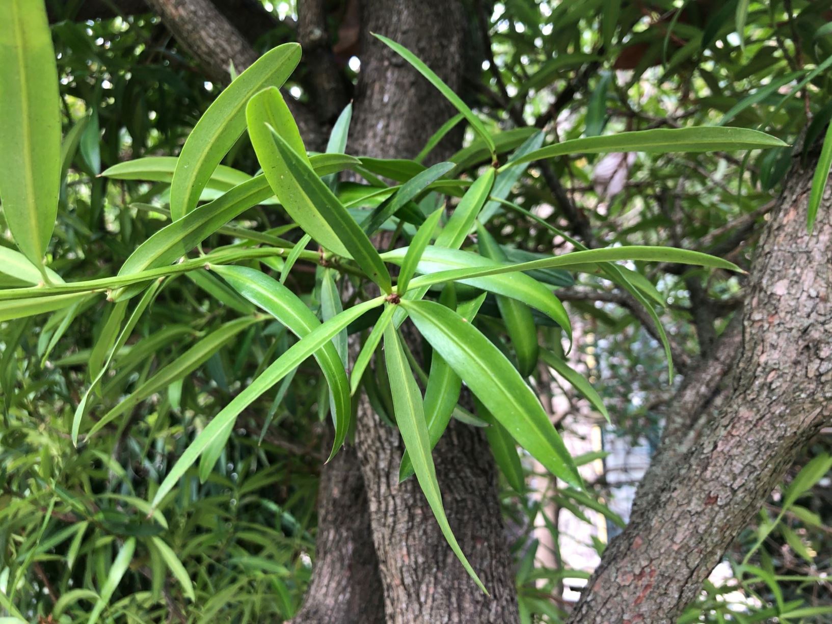 Podocarpus elatus - Australian Plum, Brown Pine, Rockingham Podocarp
