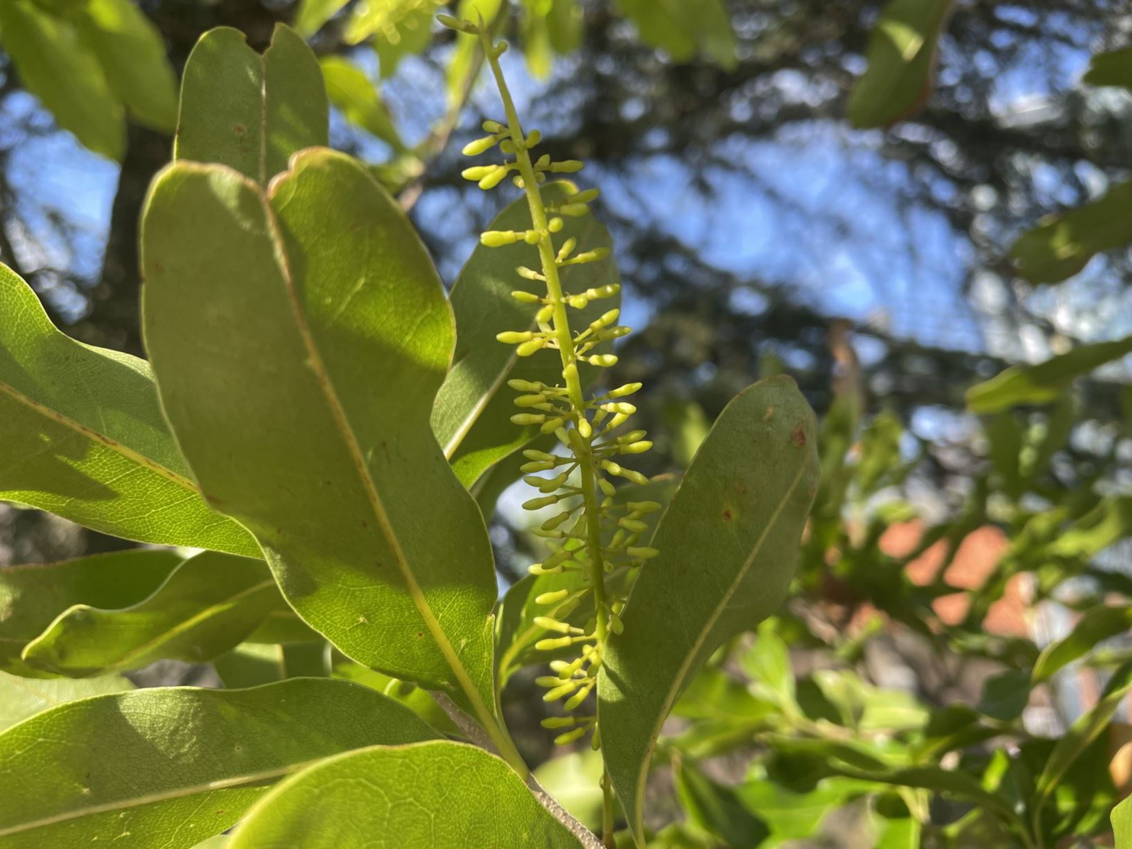 Macadamia integrifolia - Macadamianoot, Macadamia nut