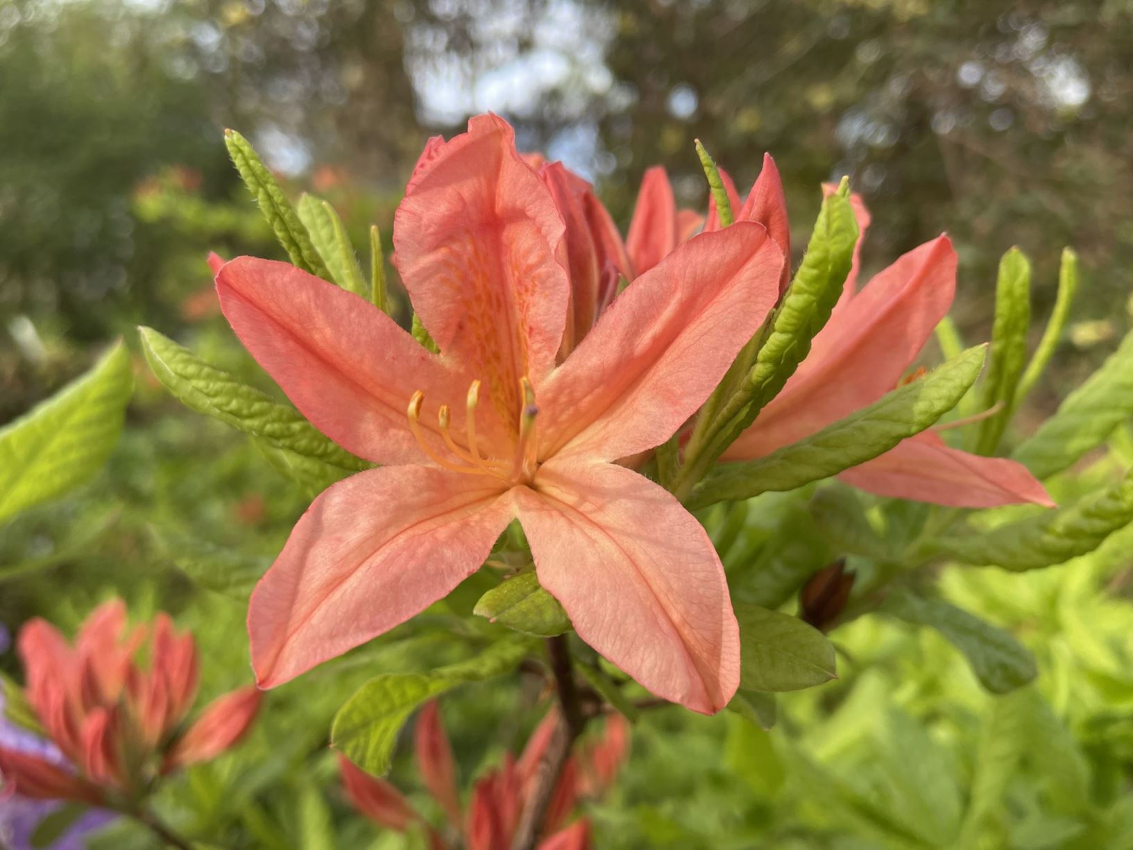 Rhododendron 'Prince Camille de Rohan'