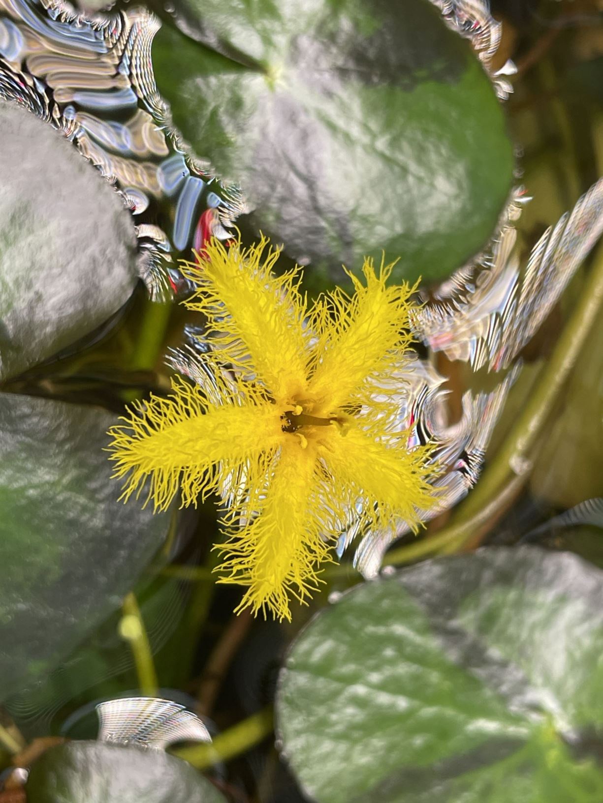 Nymphoides aurantiaca - Yellow-flowered snowflake, 水金莲花 shui jin lian hua