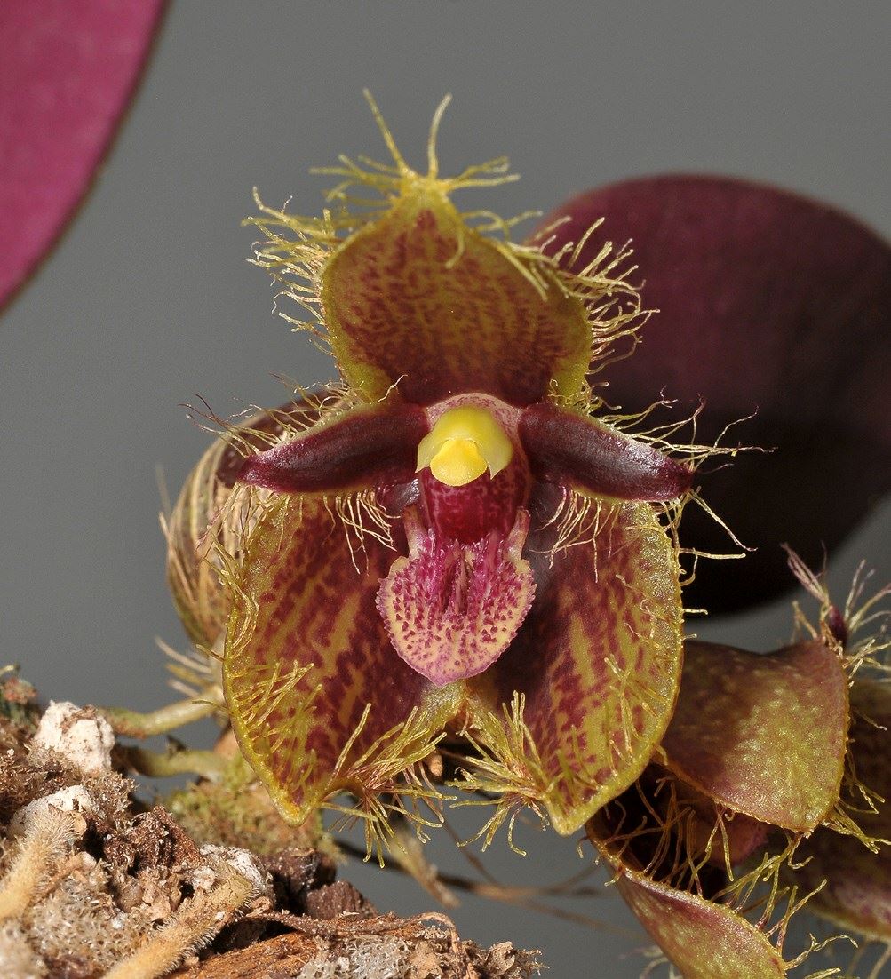 Bulbophyllum dayanum