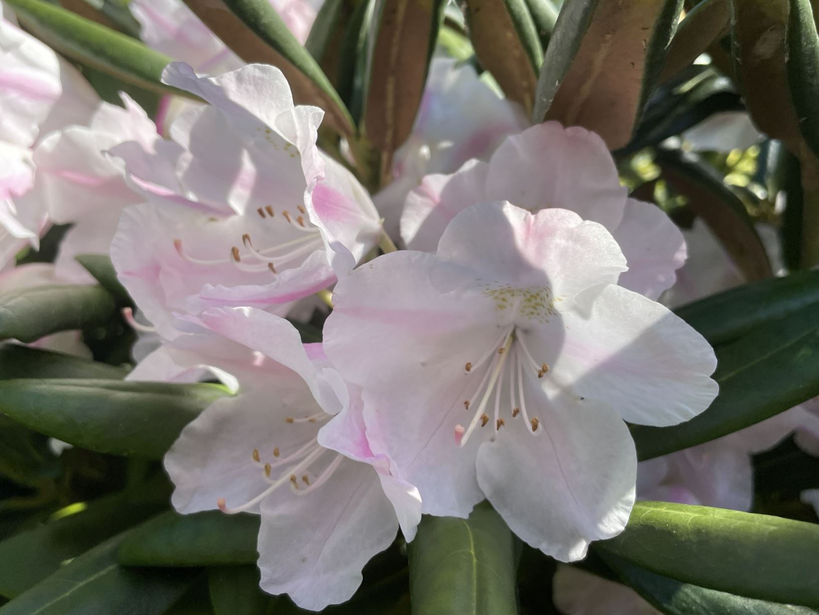 Rhododendron yakushimanum 'Esveld Selection'