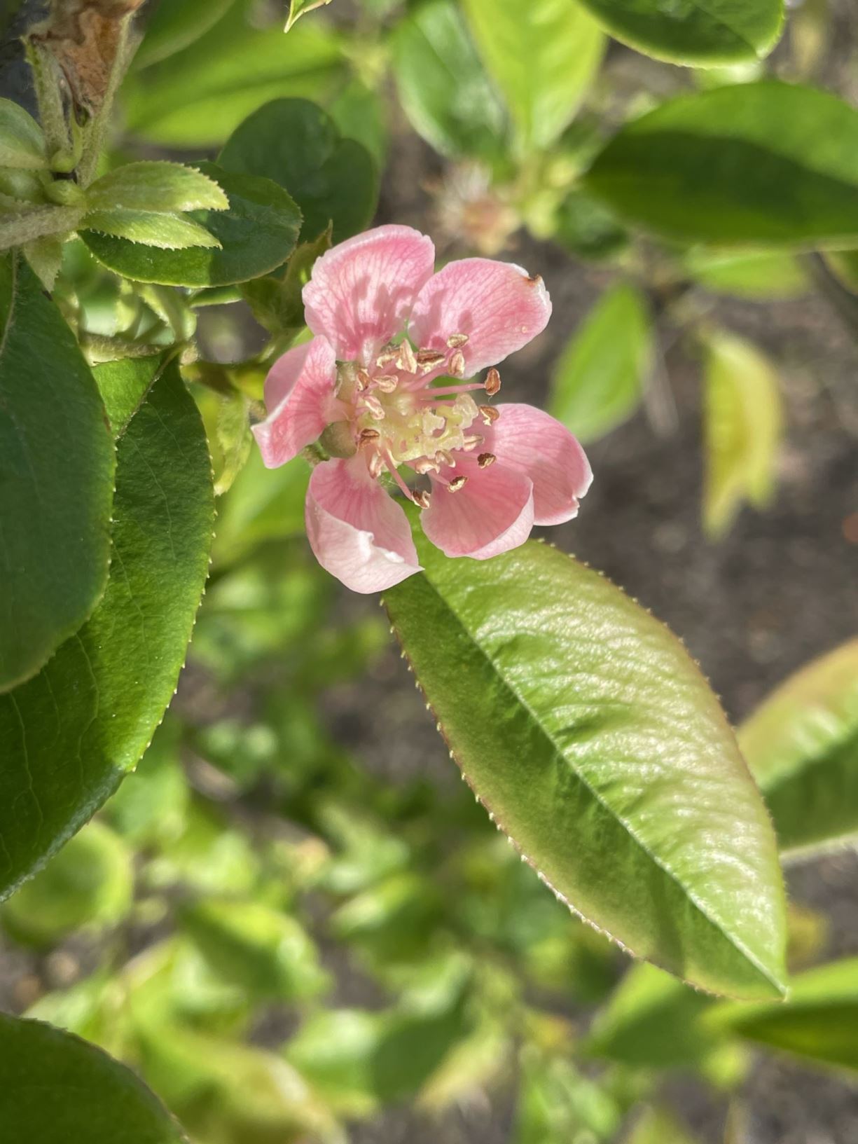 Pseudocydonia sinensis - Chinese kweepeer, Chinese quince, 木瓜 mu gua