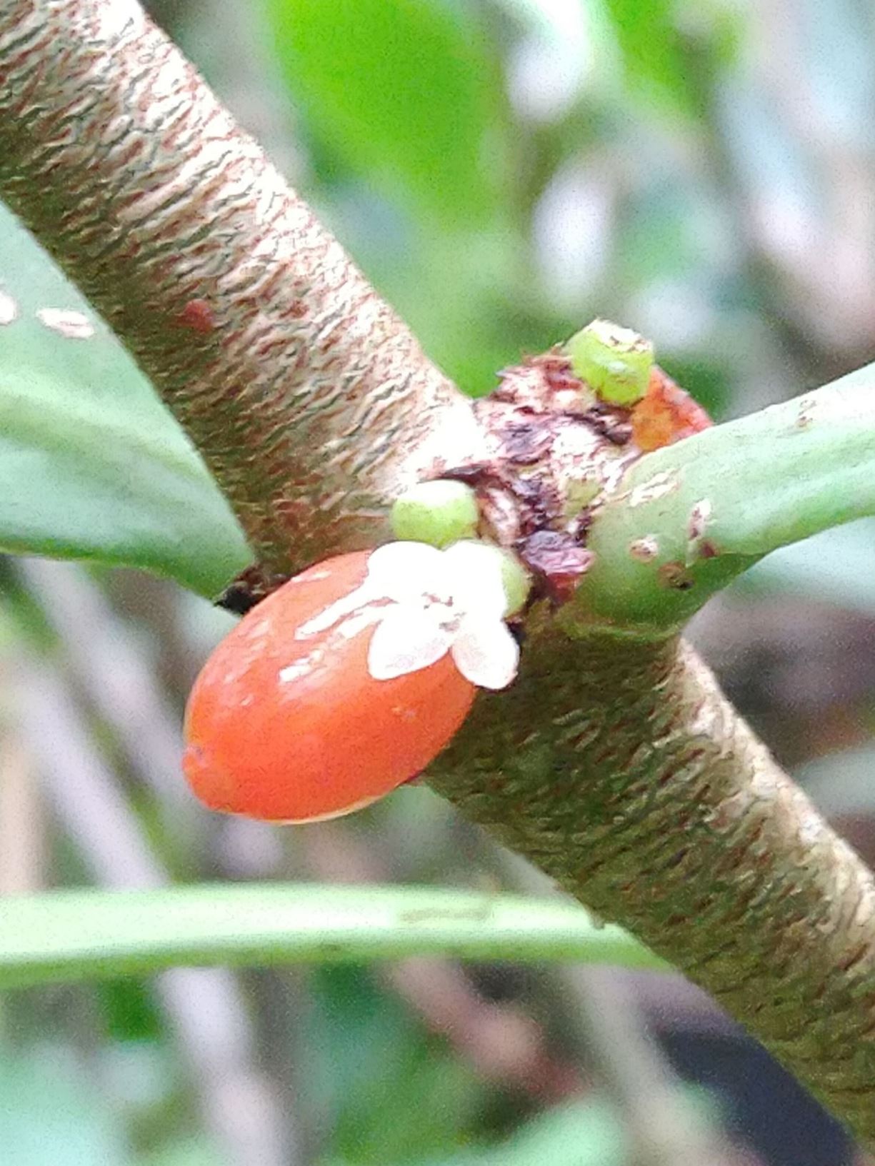 Hydnophytum formicarum - Ant plant, Mierenplant