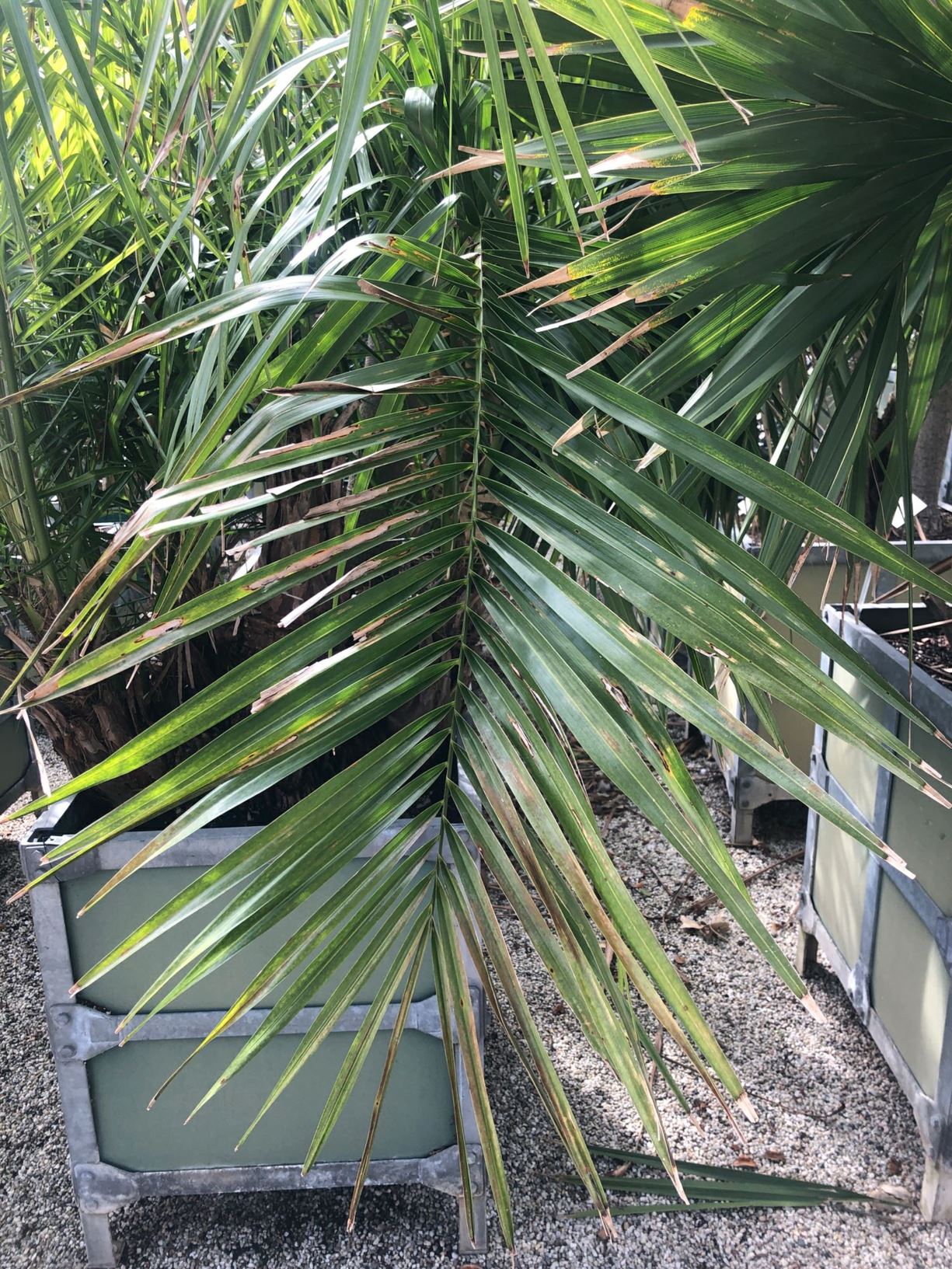 Phoenix reclinata - Wild date palm, palmier dattier sauvage, Wildedadelpalm
