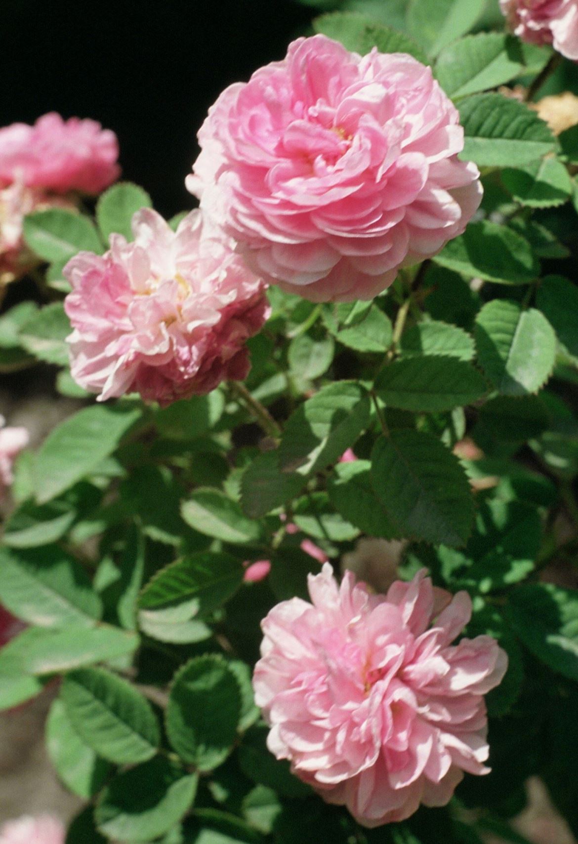Rosa 'Rose de Meaux'
