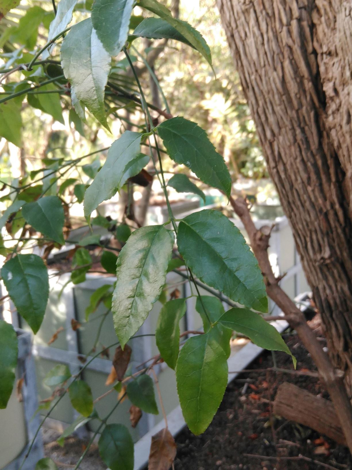 Halleria lucida - hilarious lucy, tree-fuchsia, notsung