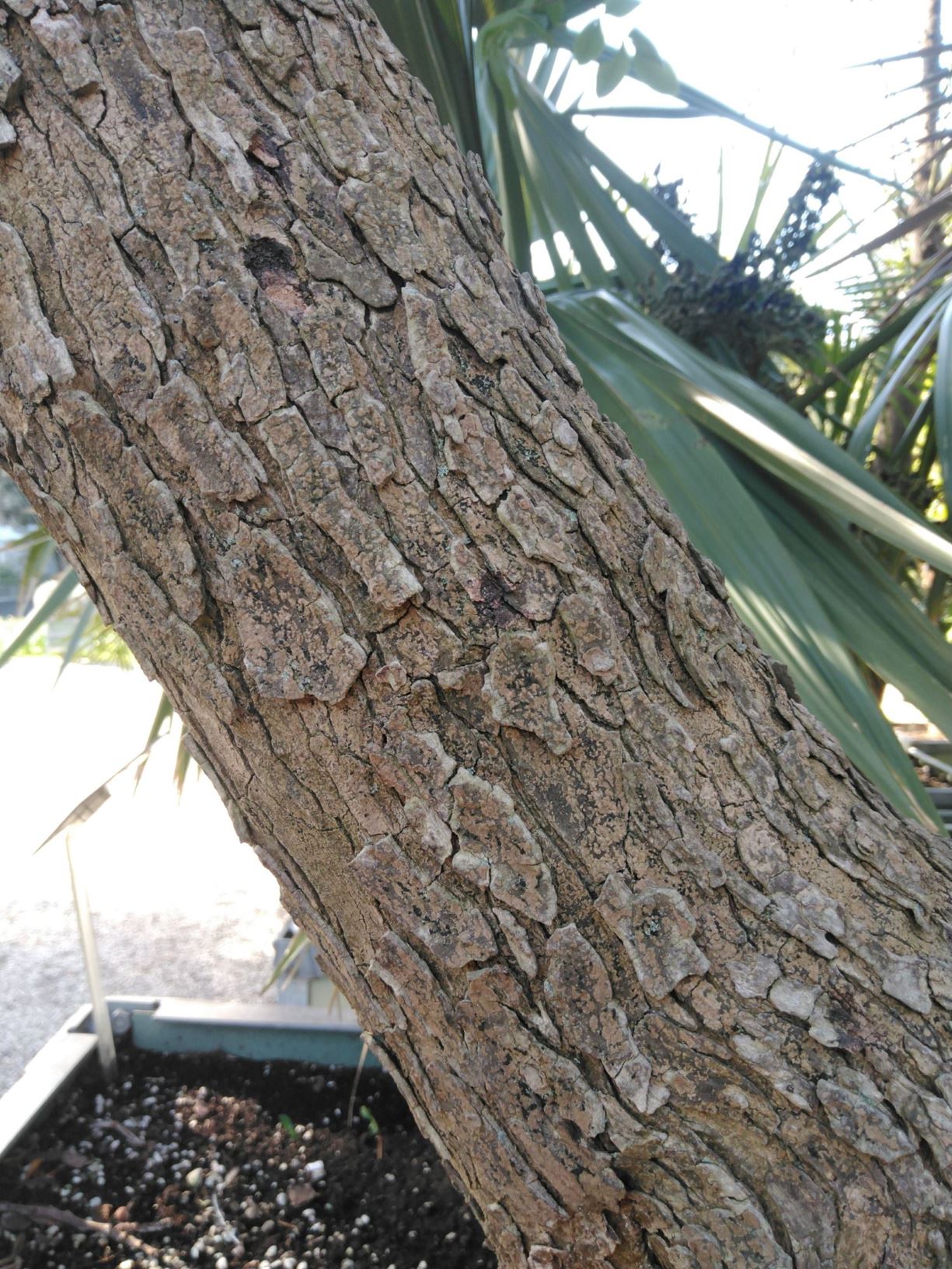 Pistacia terebinthus - Terpentijnboom, terebinth, China turpentine tree