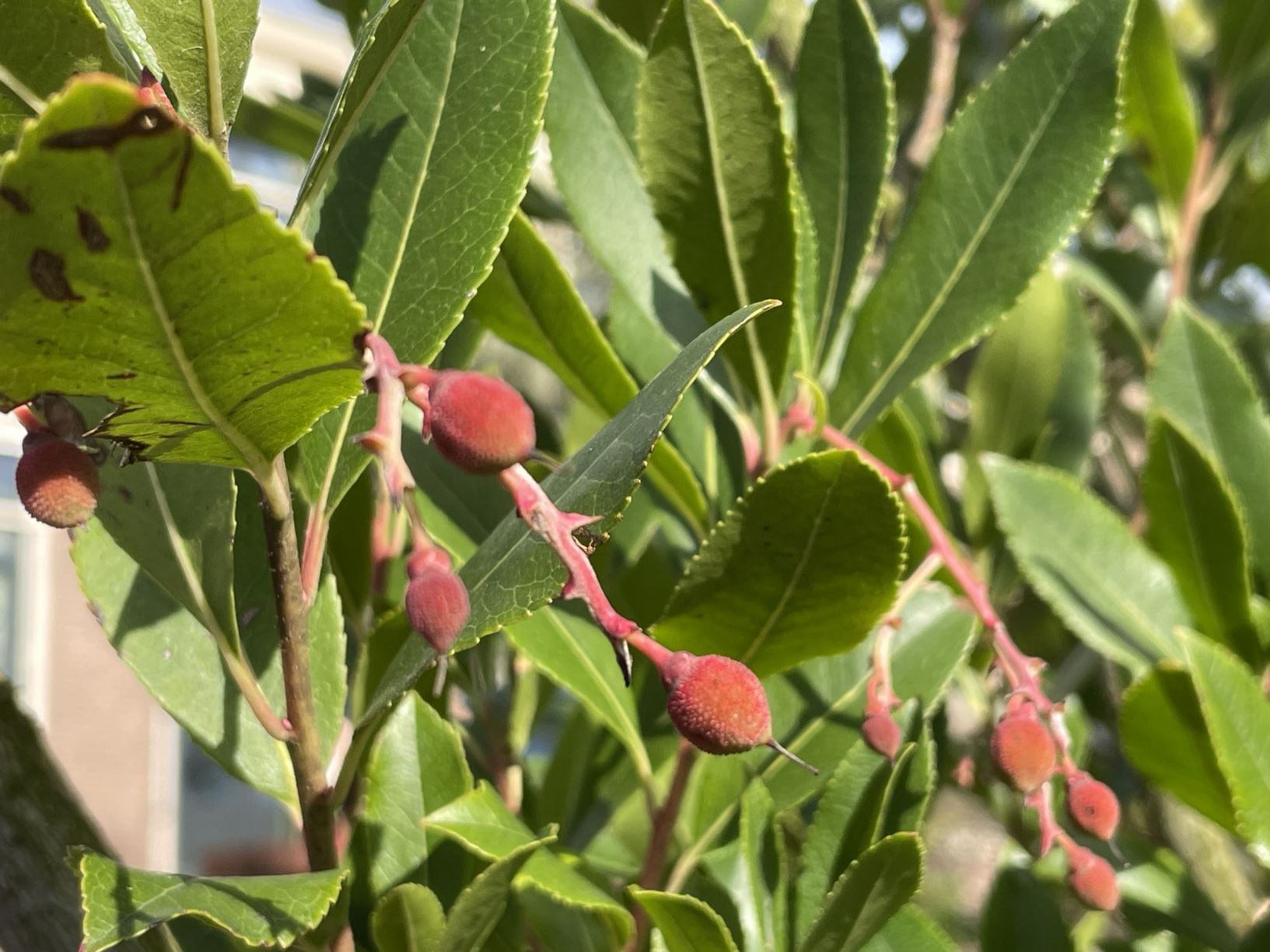 Arbutus unedo - Aardbeiboom, Strawberry tree, arbre aux fraises