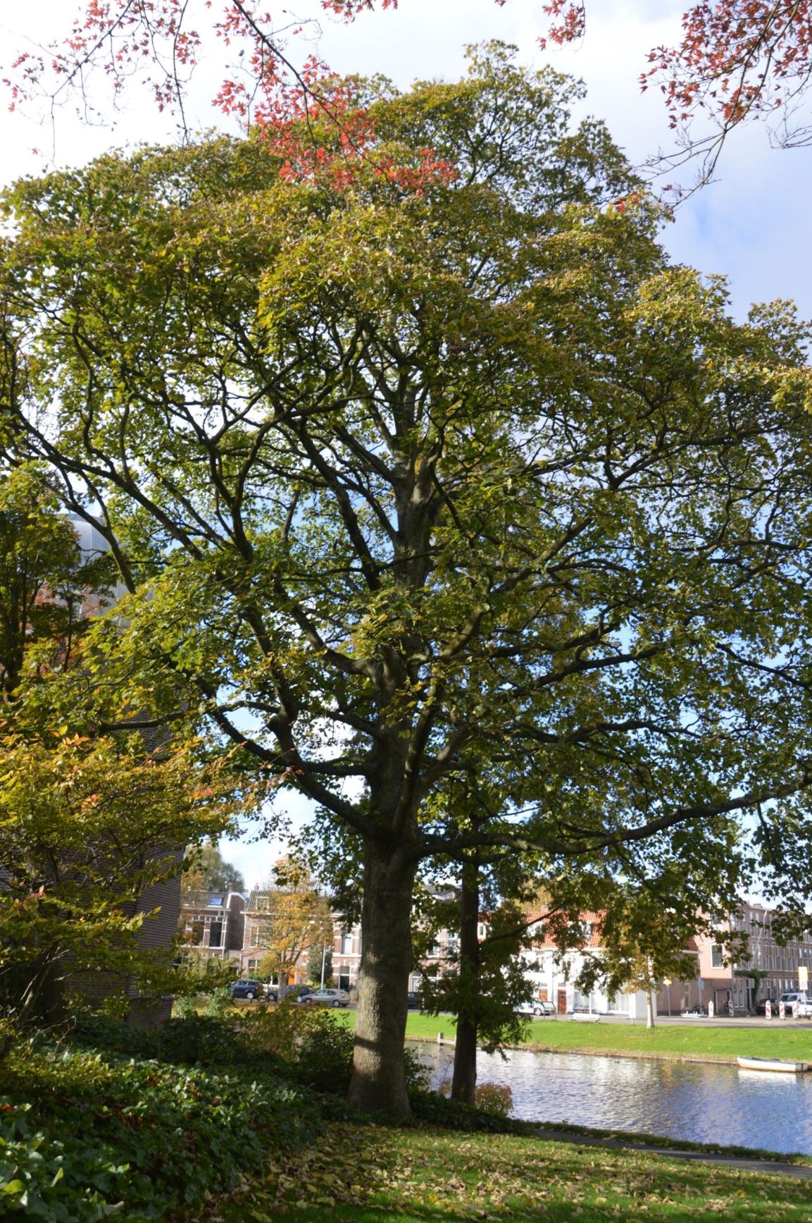 Acer pseudoplatanus 'Corstorphinense' - Gewone esdoorn