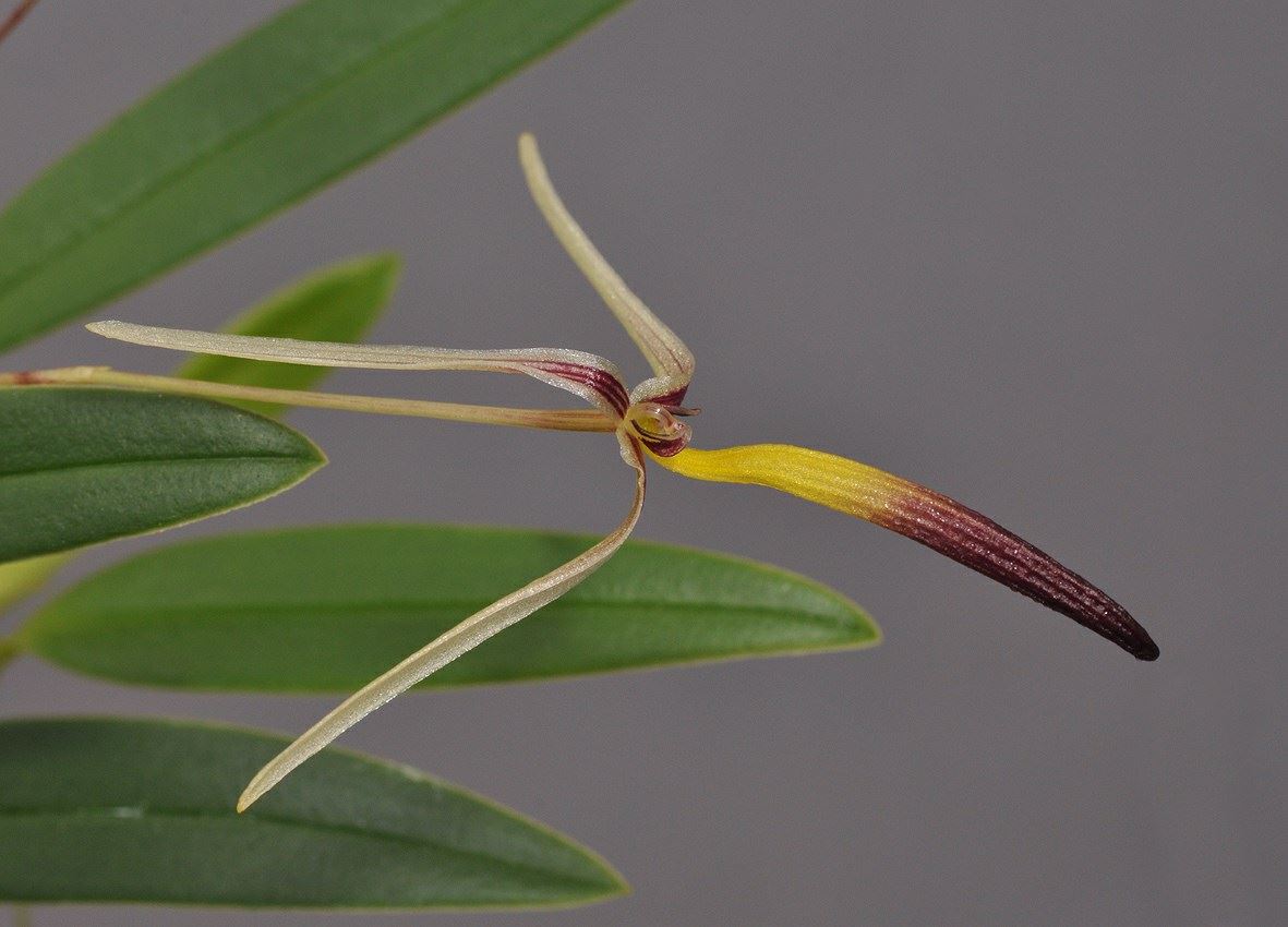 Bulbophyllum longilabre