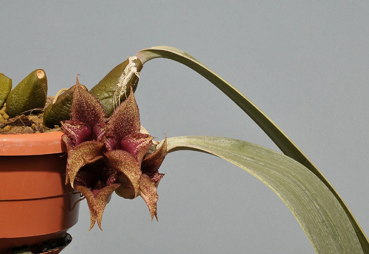 Bulbophyllum macrobulbum