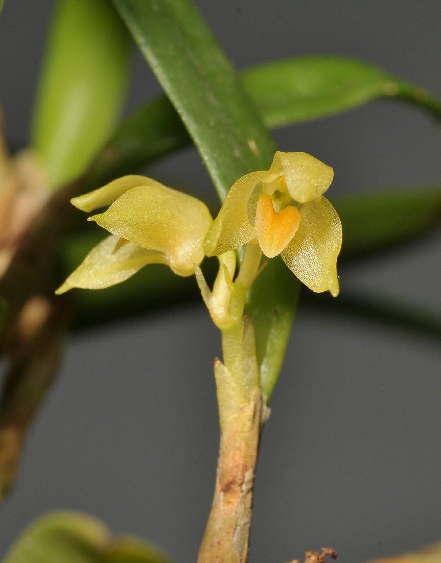 Bulbophyllum mutabile