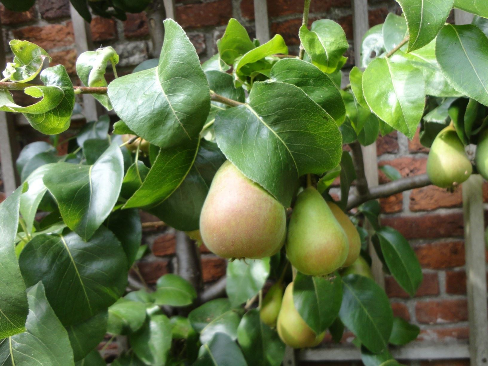 Pyrus communis var. sativa 'Beurré Hardy' - Leipeer, Common pear