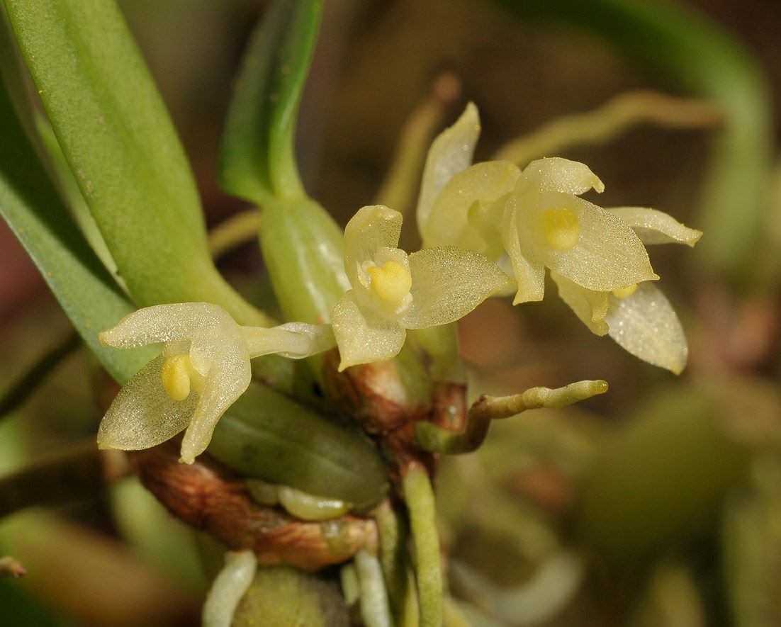 Bulbophyllum ochroleucum