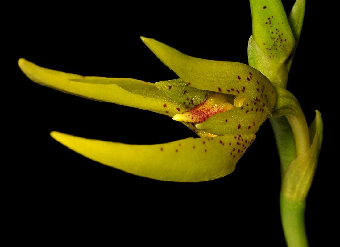 Bulbophyllum oobulbum