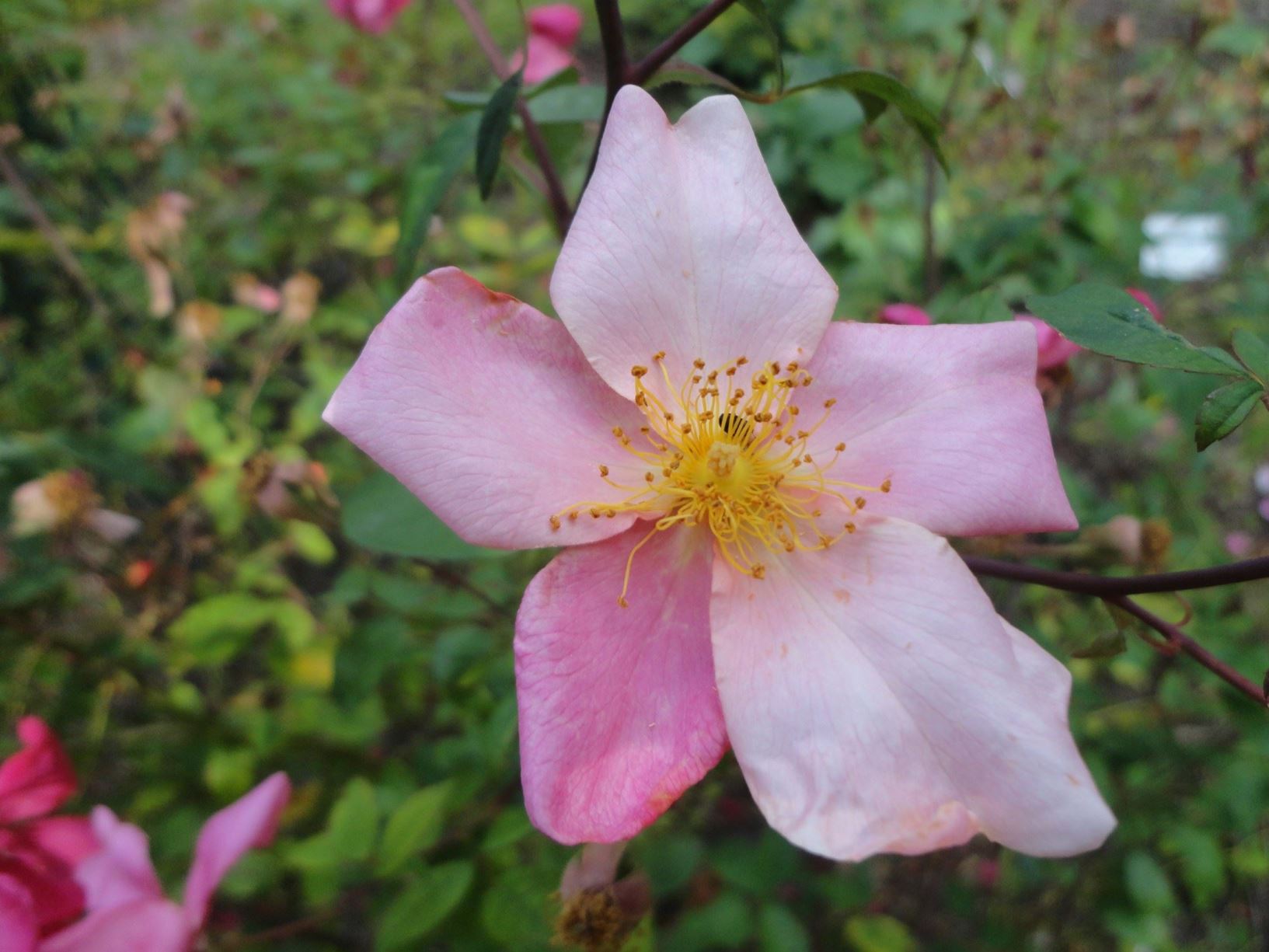 Rosa chinensis f. mutabilis
