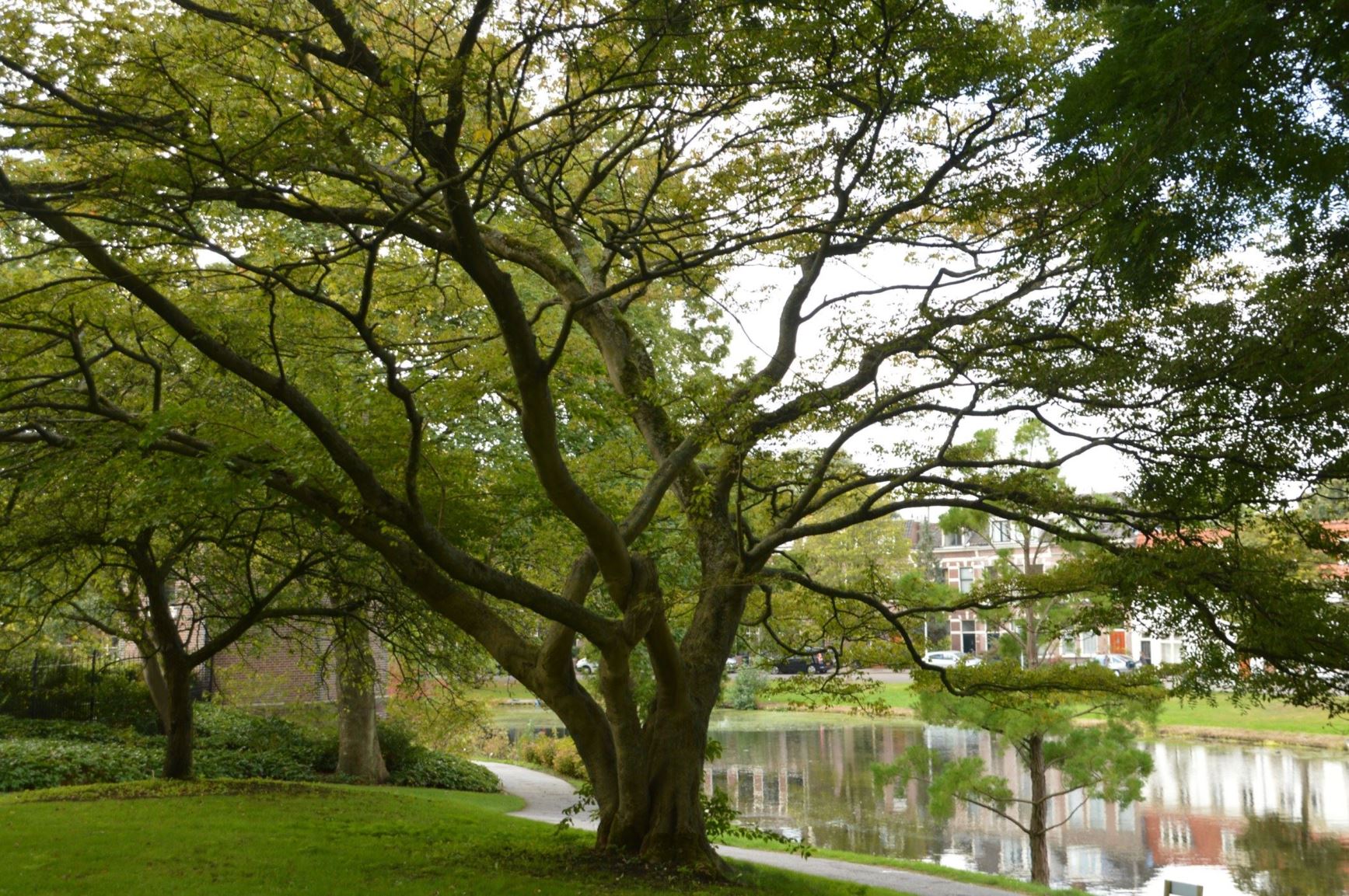 Acer cissifolium - Esdoorn