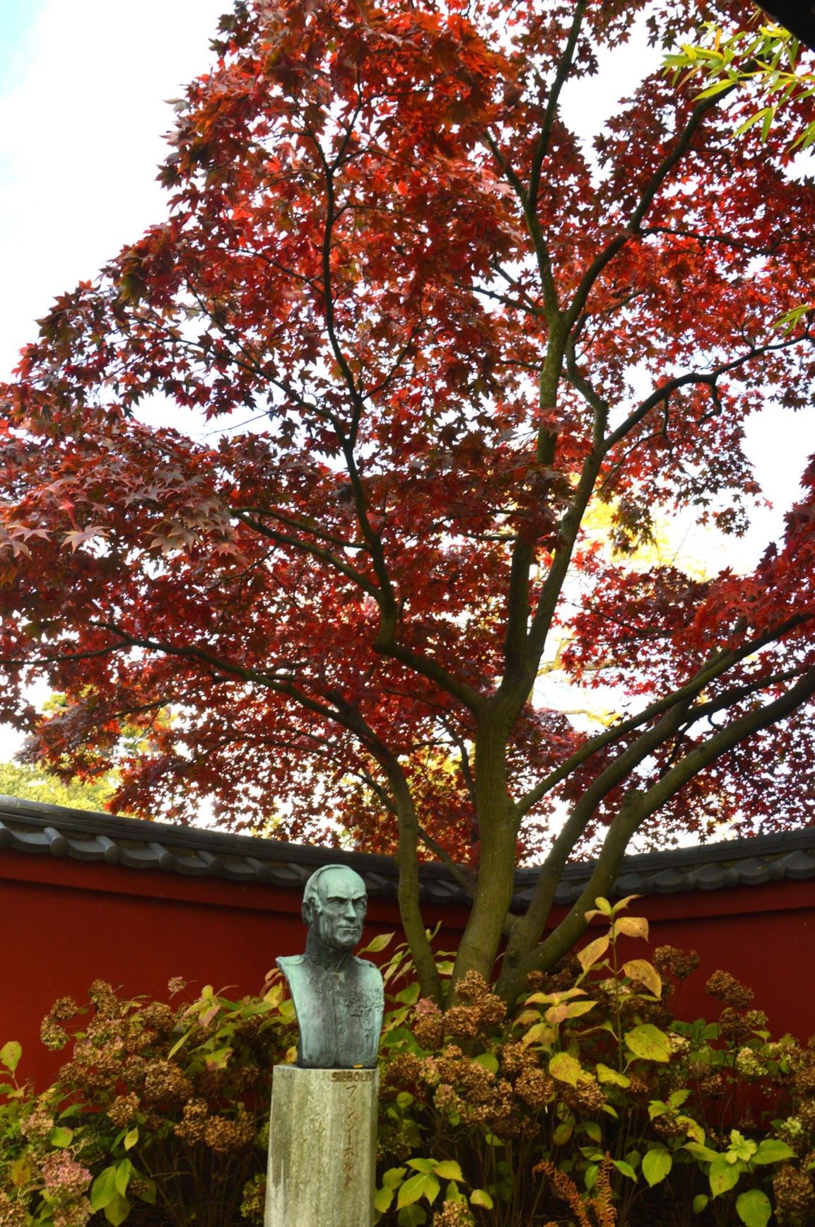 Acer palmatum 'Atropurpureum' - Roodbladige Japanse esdoorn, Red leaf Japanese maple