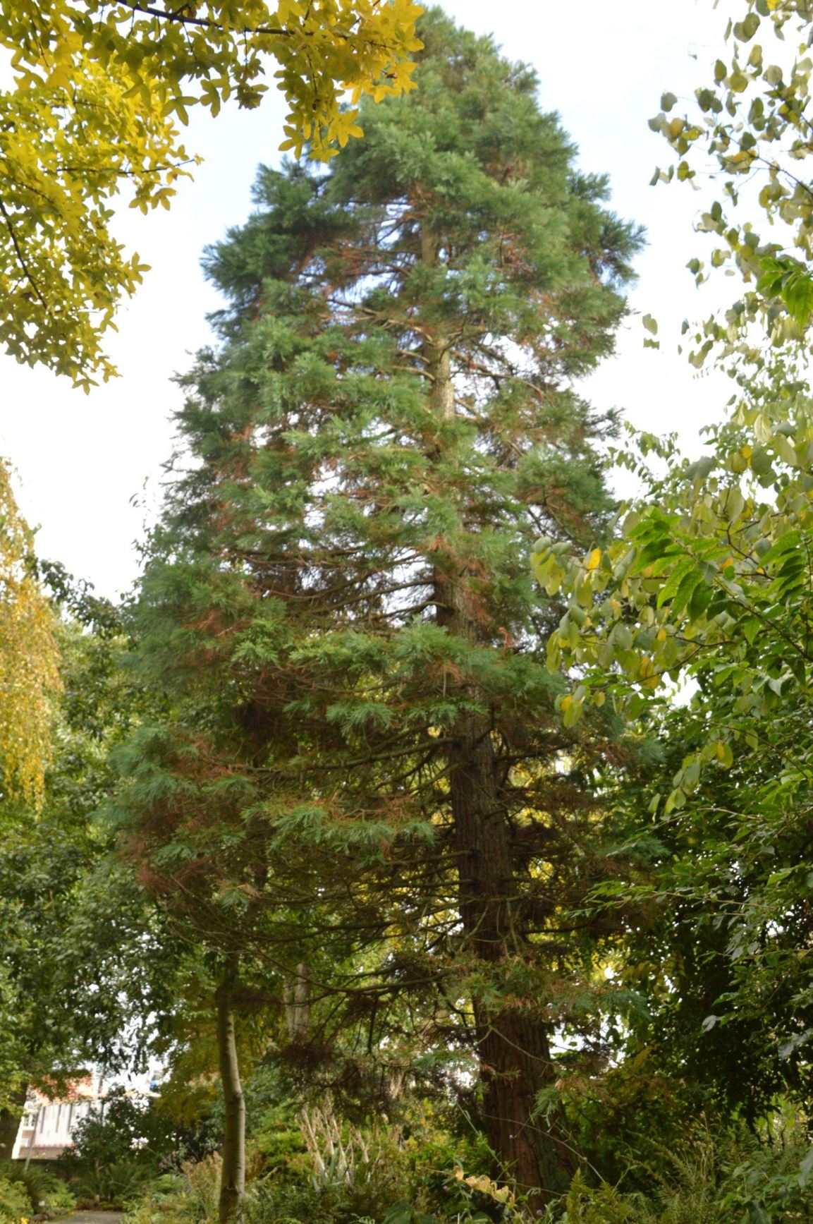 Sequoiadendron giganteum - Mammoetboom, Giant redwood
