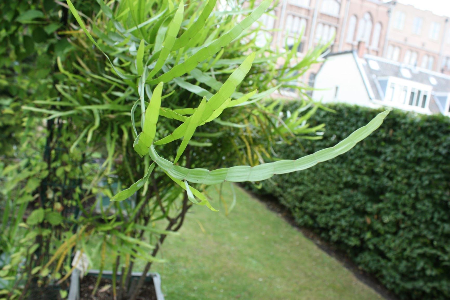 Muehlenbeckia platyclada - Tapeworm plant, ribbon bush, centipede plant