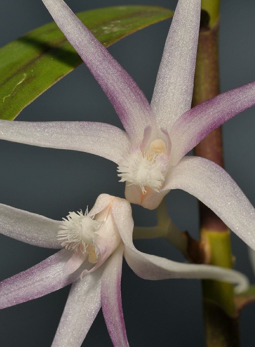 Dendrobium goodallianum - Jane-Goodallorchidee