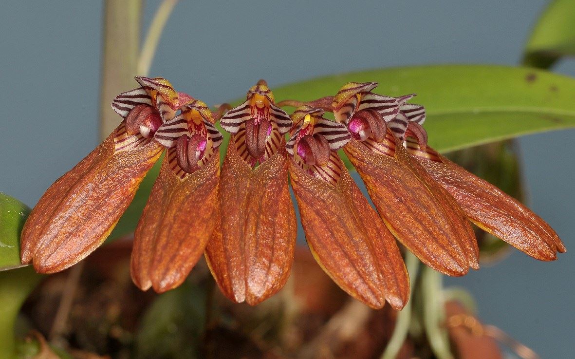 Bulbophyllum pumilio