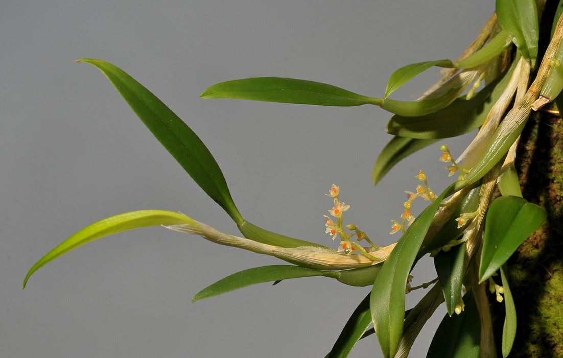 Bulbophyllum savaiense subsp. subcubicum
