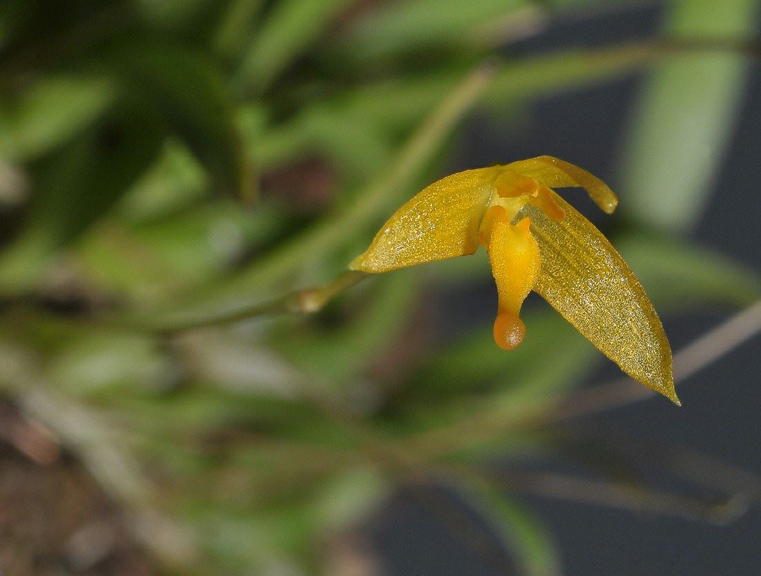 Bulbophyllum stylocoryphe