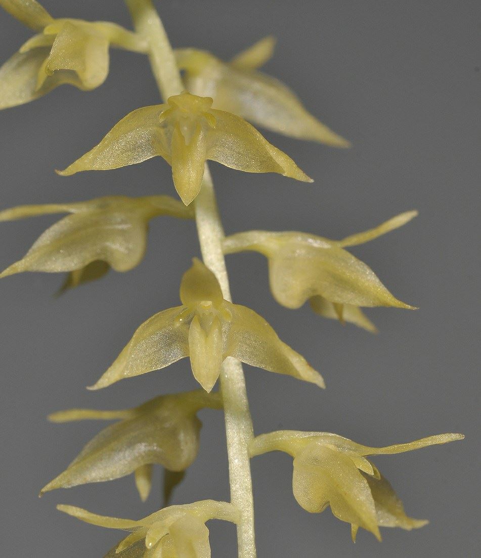 Bulbophyllum tectipes