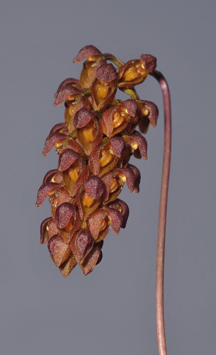 Bulbophyllum univenum