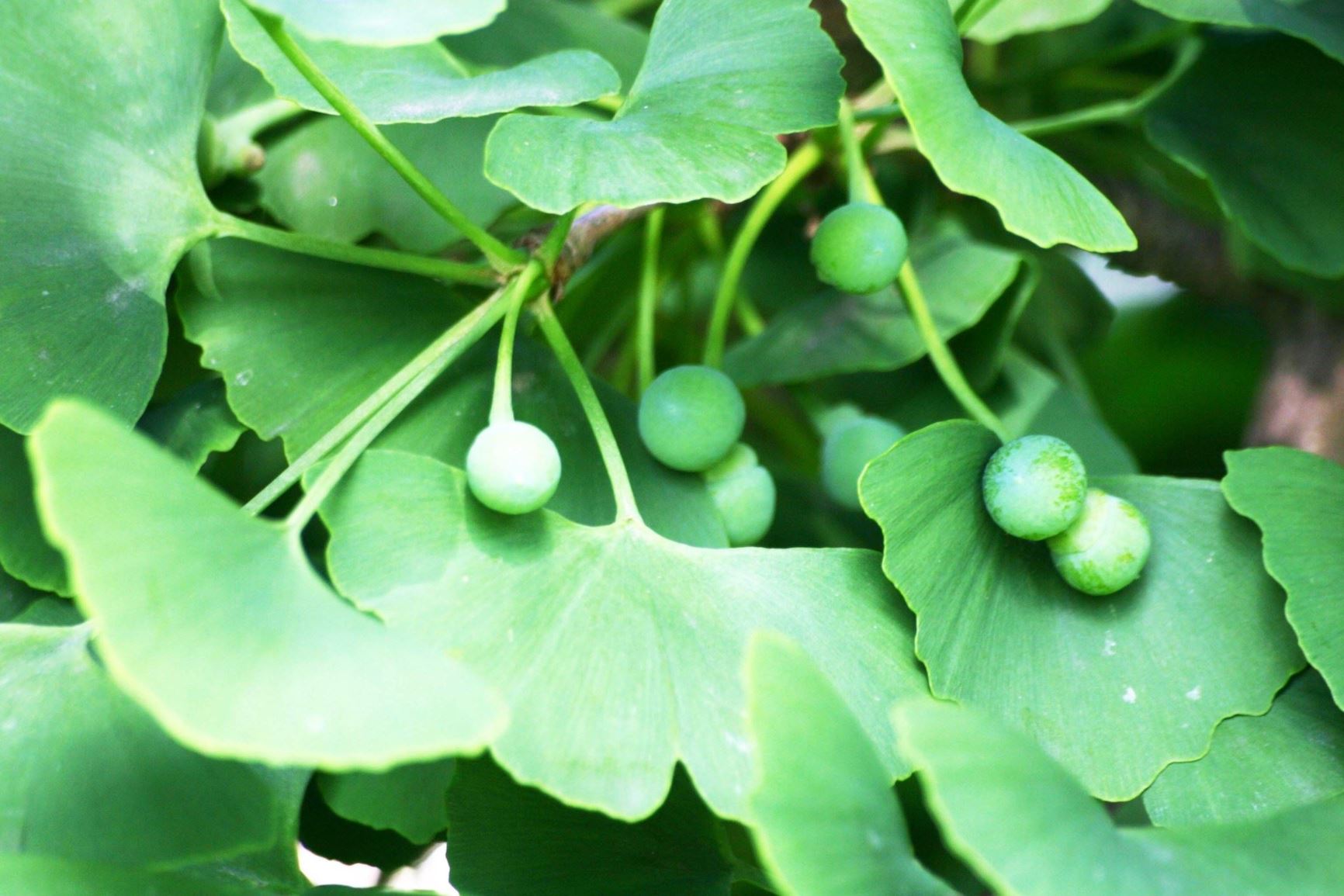 Ginkgo biloba - Japanse notenboom, Ginkgo, Maidenhair tree, Arbre au quarante écus, Abricotier d'argent, イチョウ ichô, 银杏 yin xing