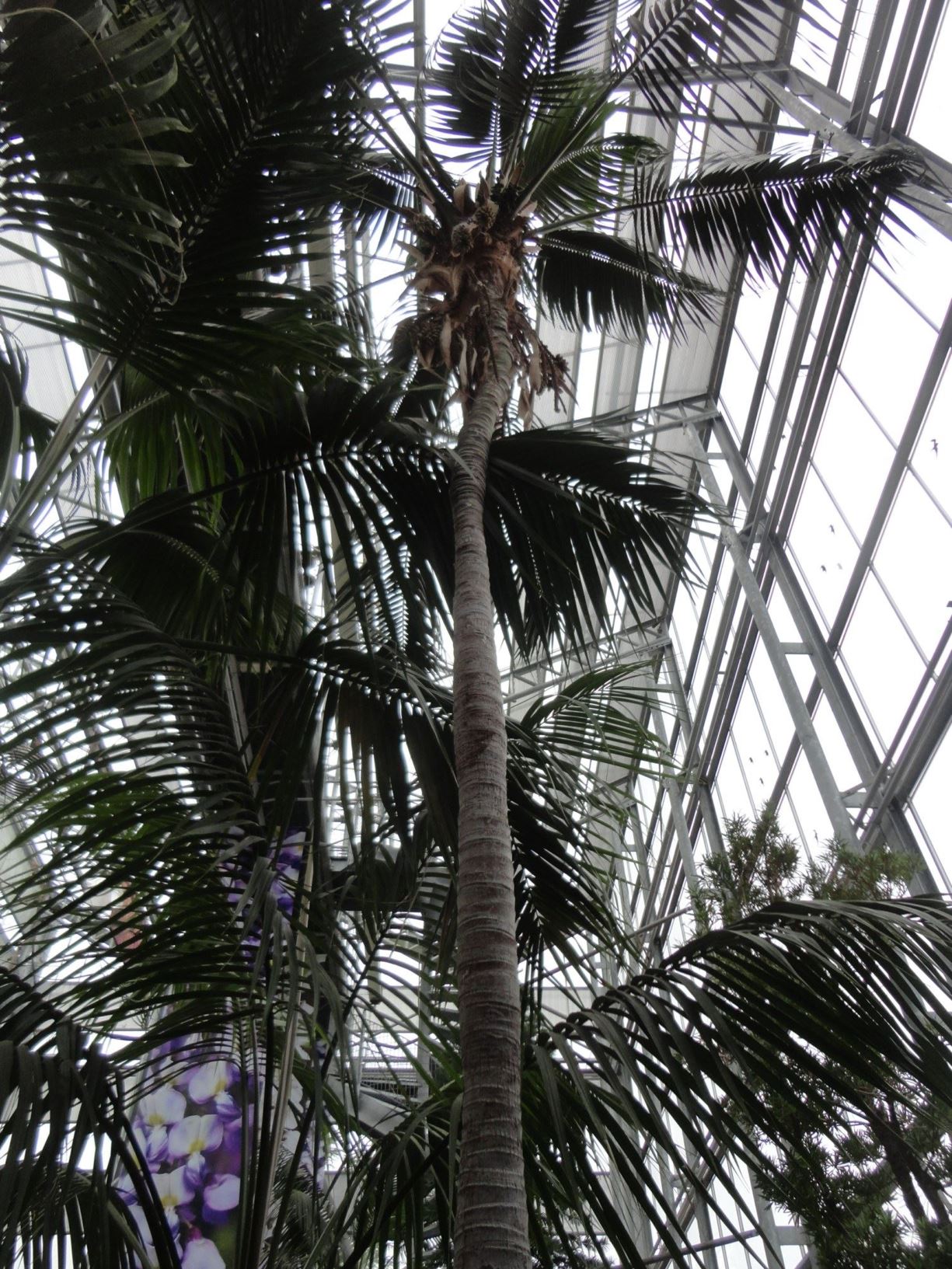 Howea forsteriana - Sentry palm, Forster sentry palm, Kentia palm, Thatch leaf palm