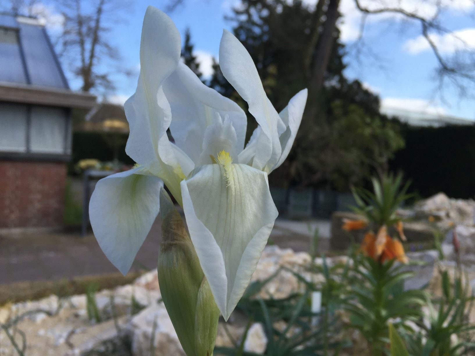 Iris × germanica 'Florentina' - Florentijnse lis, Florentine iris, Orris, Orris-root
