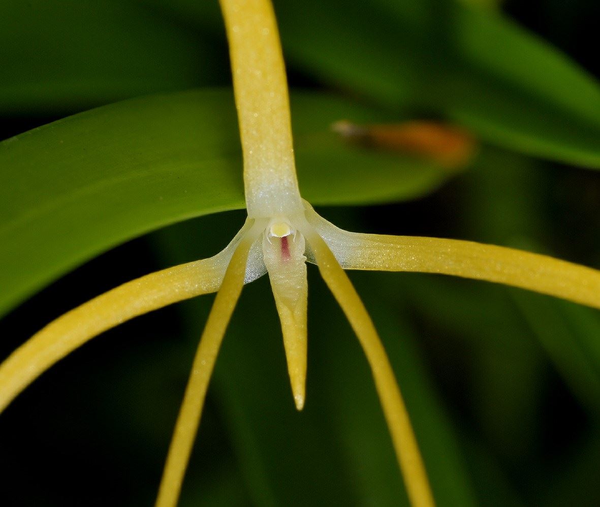 Dendrobium angustipetalum