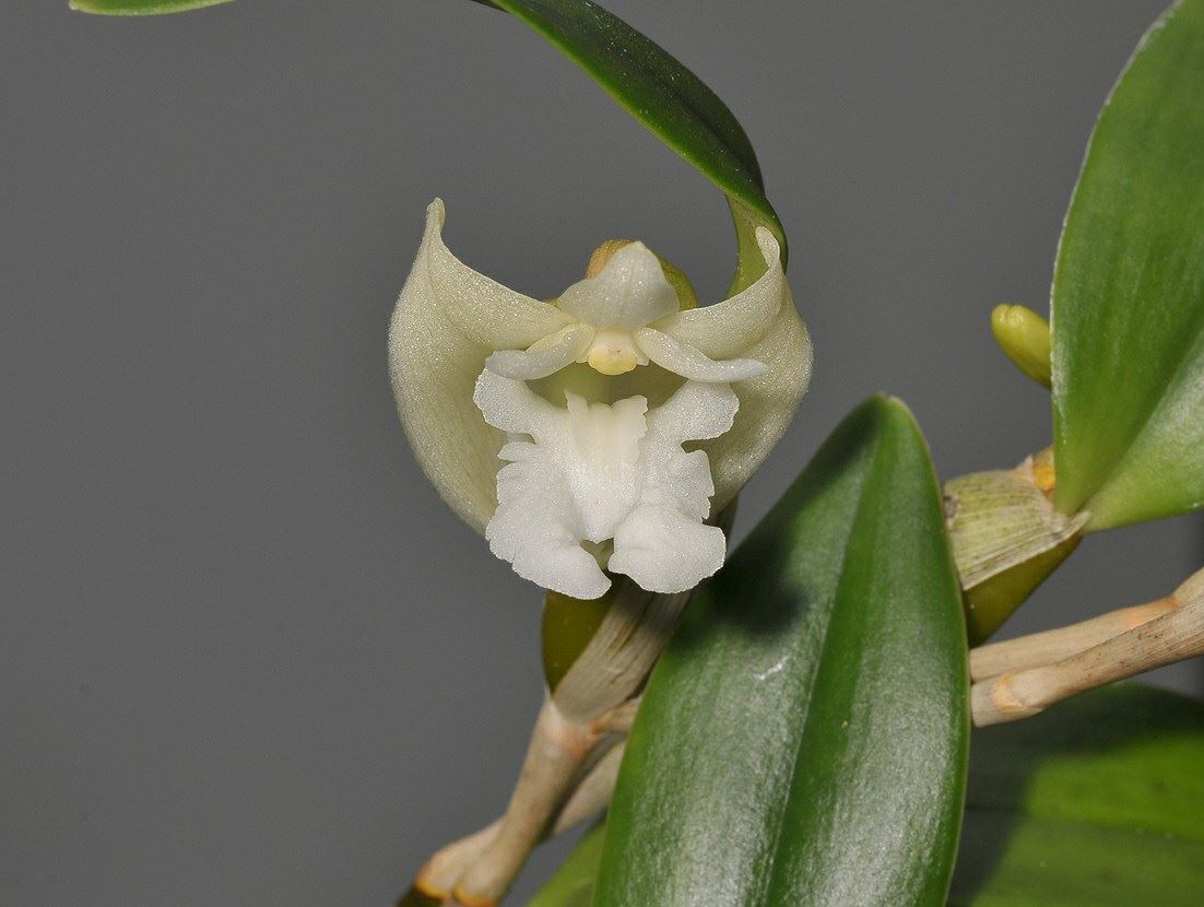 Dendrobium conspicuum