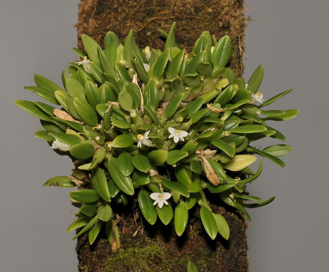Dendrobium funiforme