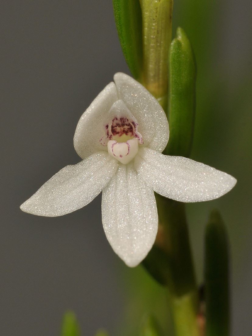 Dendrobium hippocrepiferum