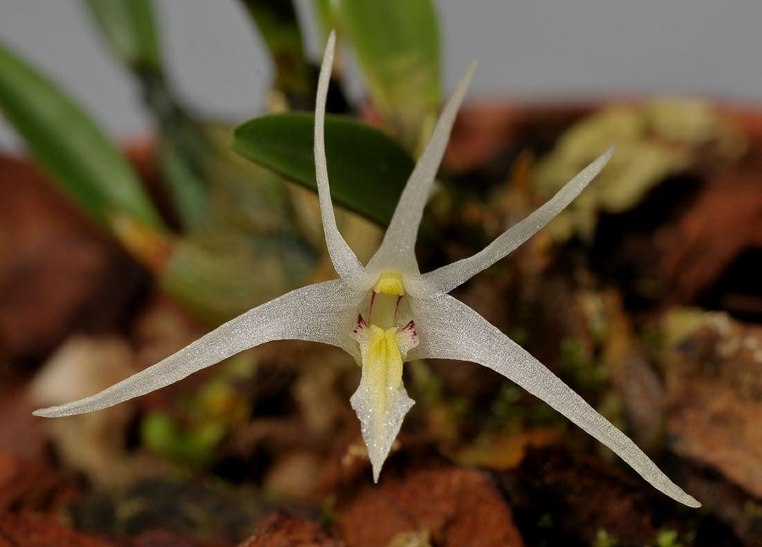 Dendrobium jadunae