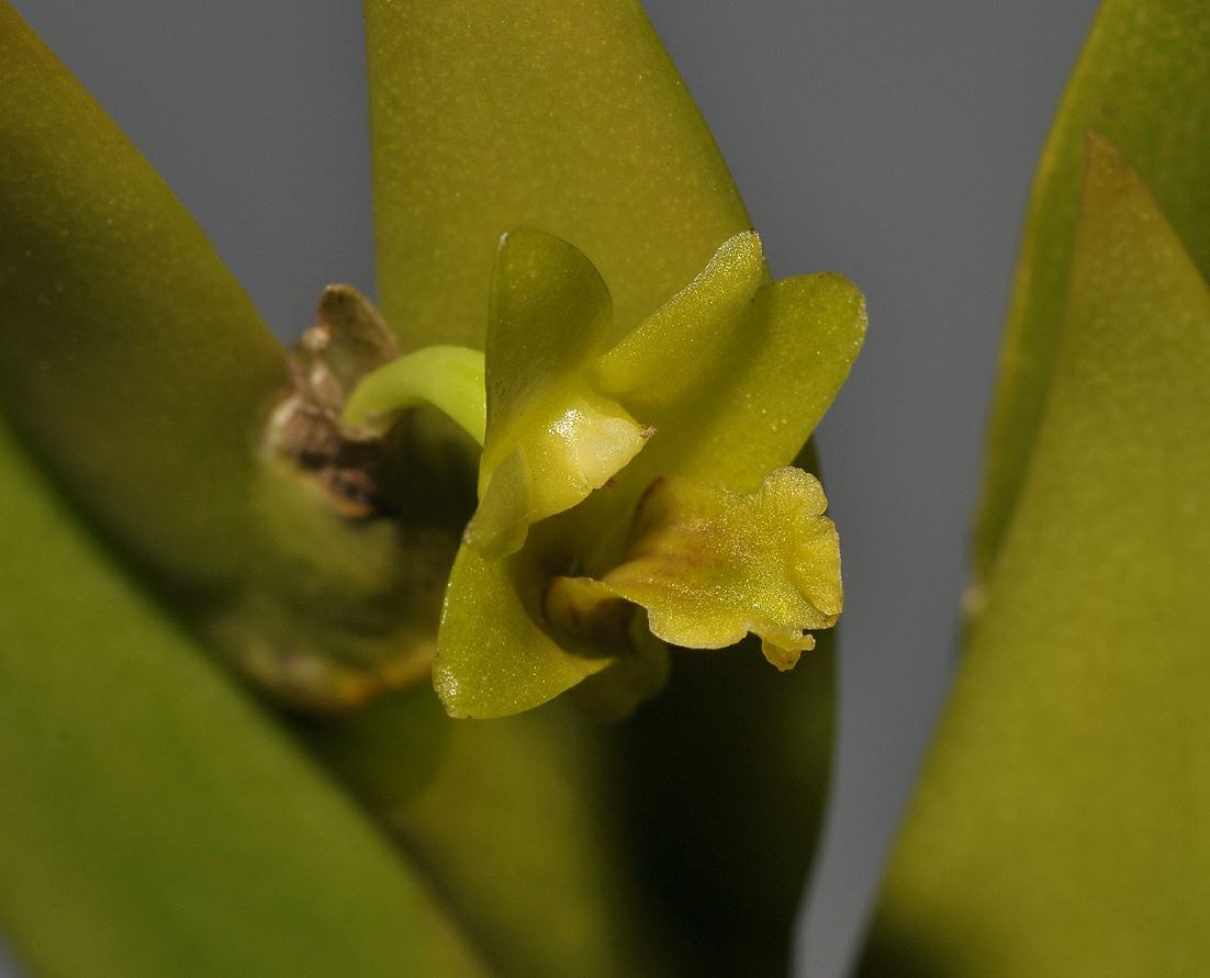 Dendrobium keithii