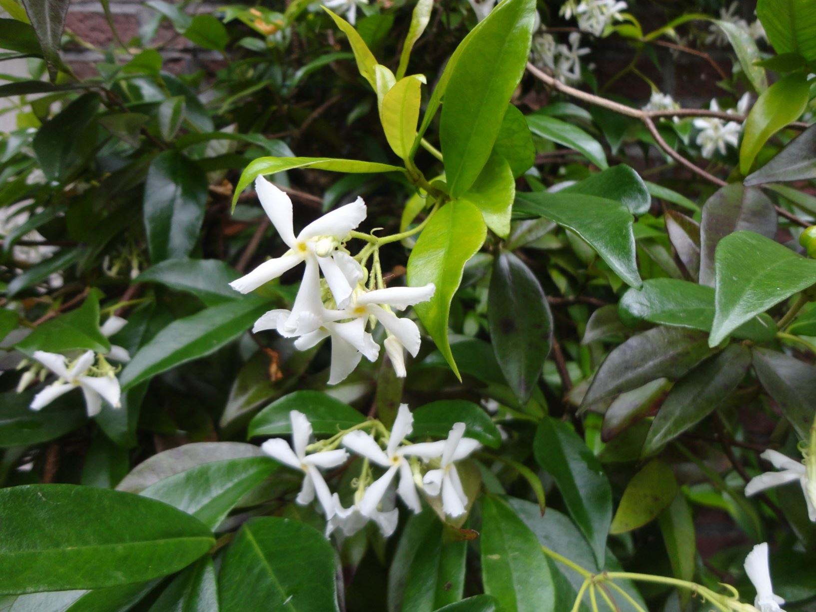 Trachelospermum jasminoides - Toscaanse sterjasmijn, Star jasmine, 络石 luo shi