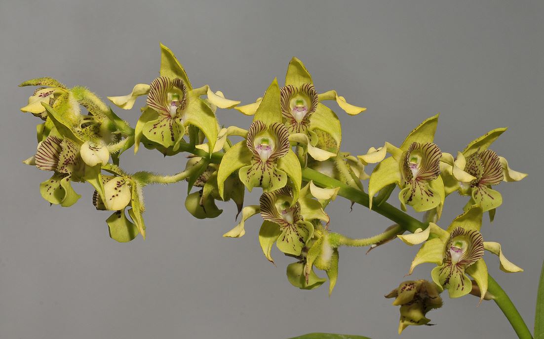 Dendrobium macrophyllum - The pastor's orchid