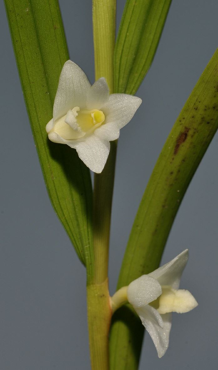Dendrobium piestocaulon
