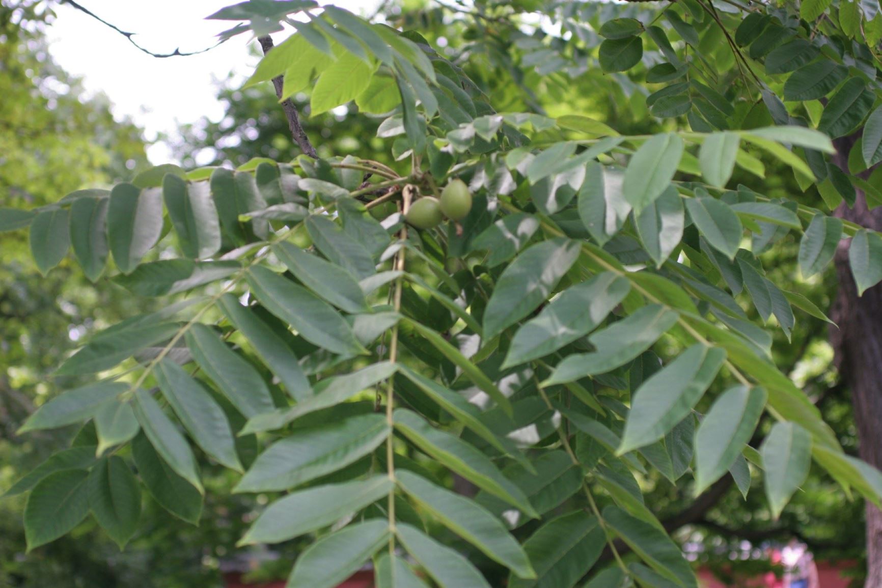 Juglans ailantifolia var. cordiformis - Japanse walnoot, Sieboldwalnoot, Japanese walnut, Heartnut, Himegurumi