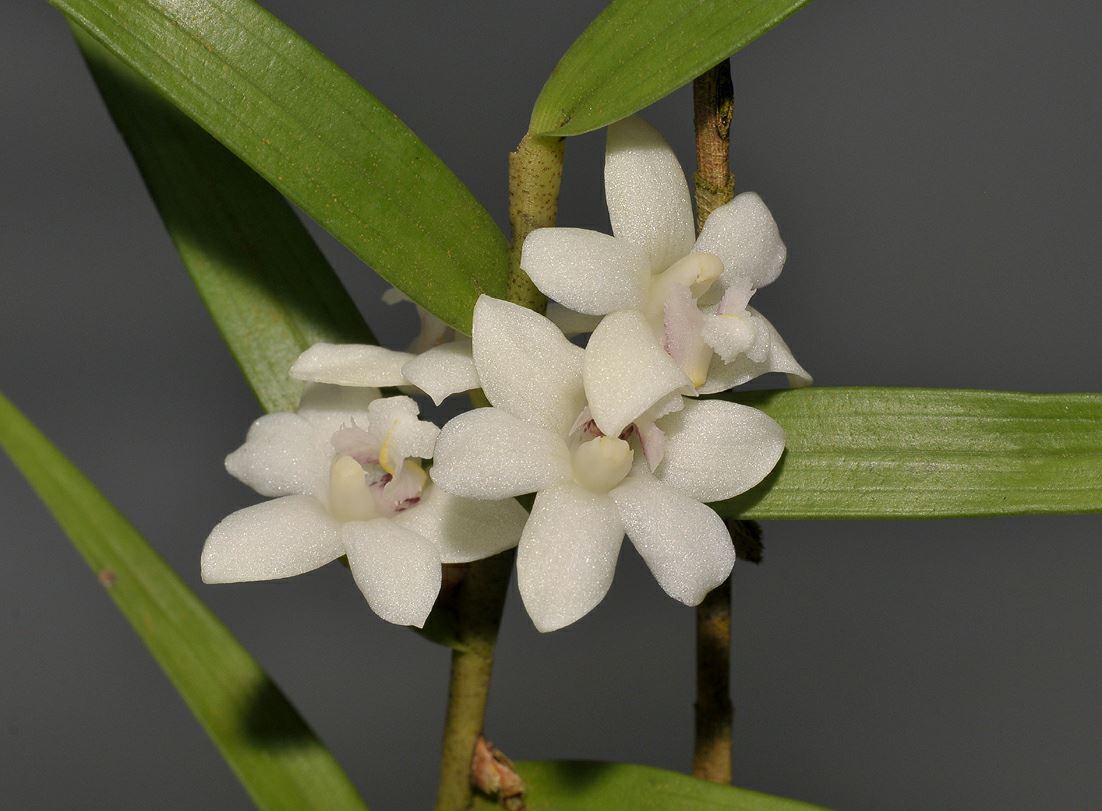 Dendrobium rugulosum