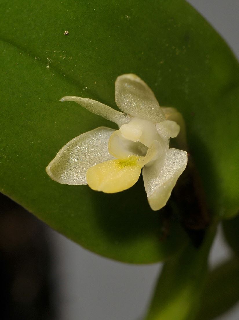 Dendrobium rumphiae